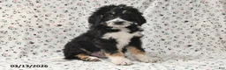 Bernedoodle dogs for sale: Boomer - Ad 1