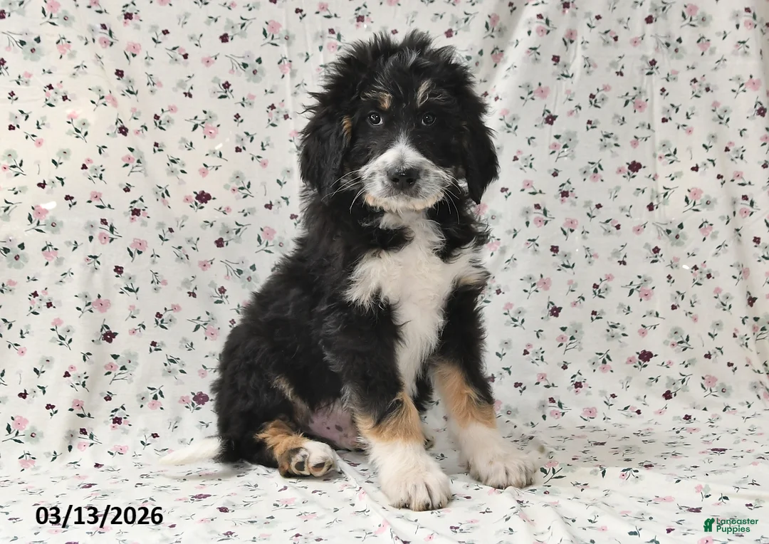 Bernedoodle dogs for sale: Boomer - Ad 1