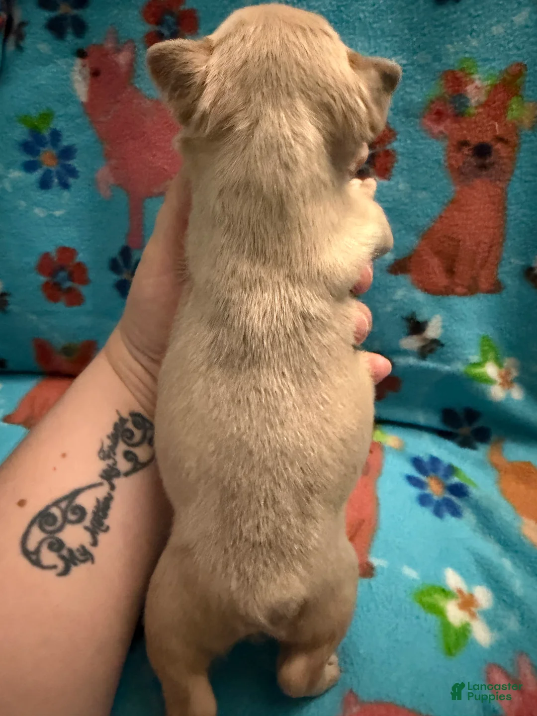 French Bulldog dogs for sale: Cosmo - Ad 2