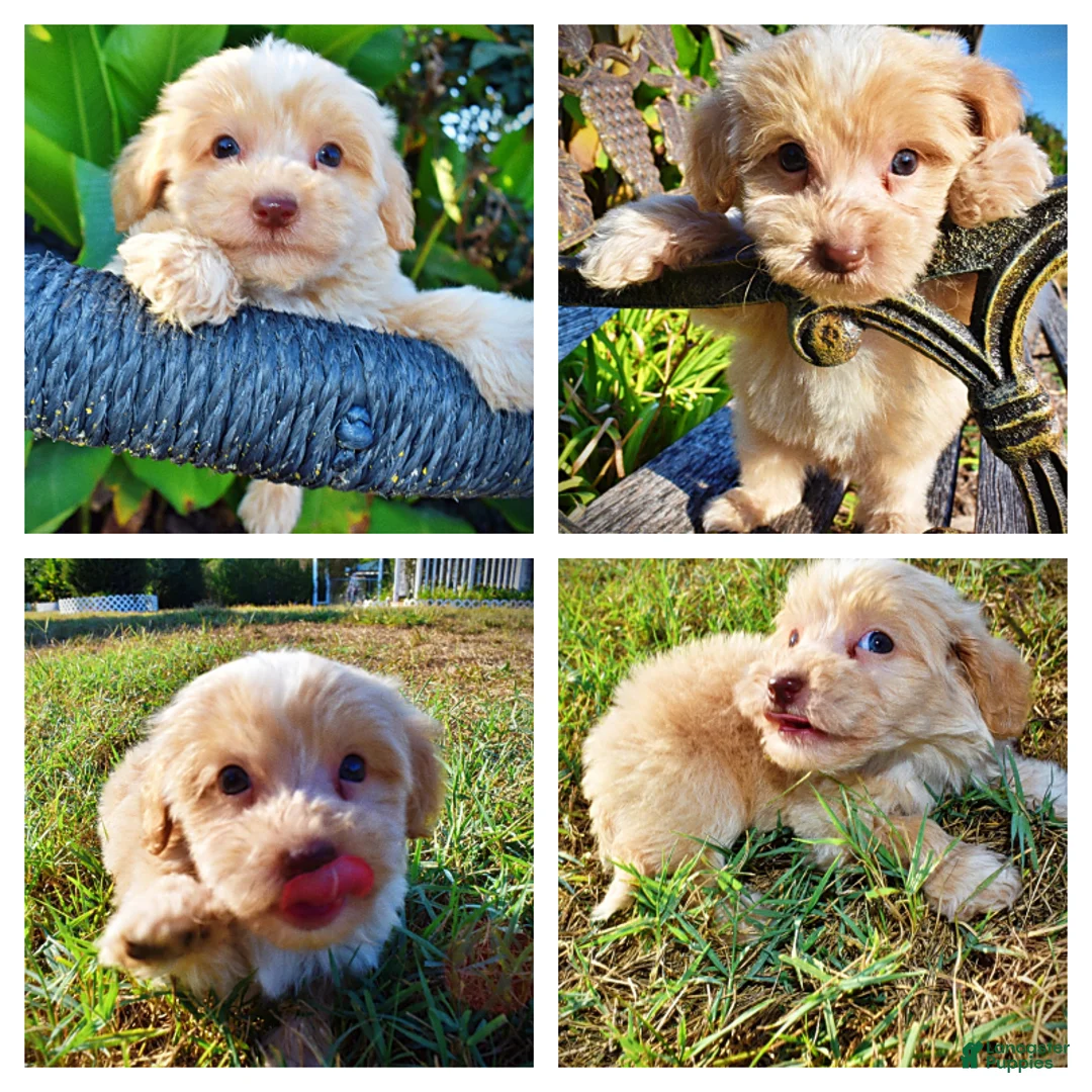 Havapoo dogs for sale: Loki-Sale!!! - Ad 1