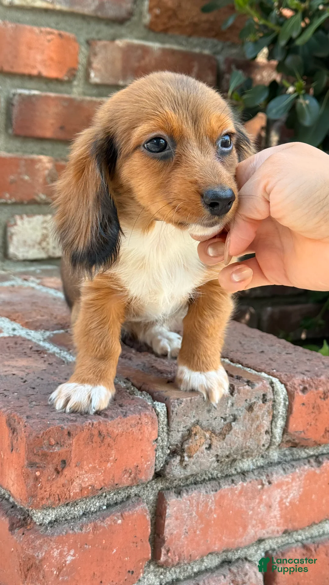Dachshund dogs for sale: 🩷Rust Sable Dapple Female Long Haired Dachshund - Ad 2