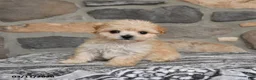Maltipoo dogs for sale: Alice - Ad 1