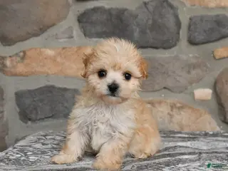 Maltipoo dogs for sale: Alice - Ad 2