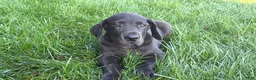 Great Dane dogs for sale: Lenny - Ad 5