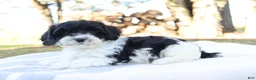 Cavapoo dogs for sale: Emder - Ad 7