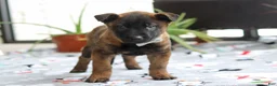 Belgian Malinois dogs for sale: Kaiden - Ad 2