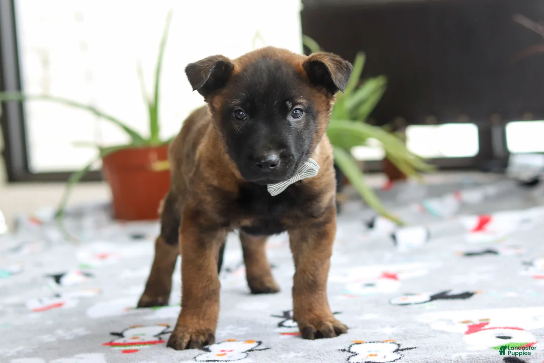 Belgian Malinois dogs for sale: Kaiden - Ad 2