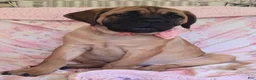 Cane Corso dogs for sale: Abby - Ad 4