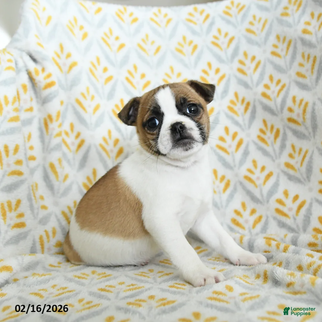 Jug dogs for sale: Lucy - Ad 1