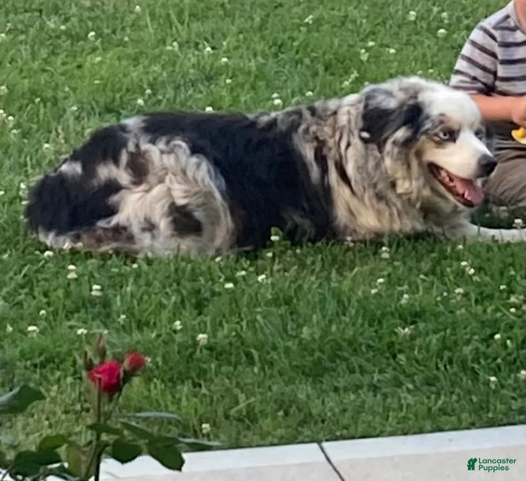 Mixed Breed dogs for sale: Max - Ad 7