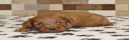 Cavapoo dogs for sale: George - Ad 1