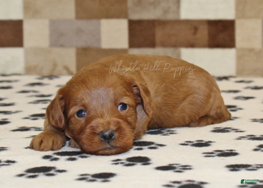 Cavapoo dogs for sale: George - Ad 1