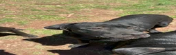 Mixed Breed dogs for sale: Cane Corso-Rottweiler - Ad 2