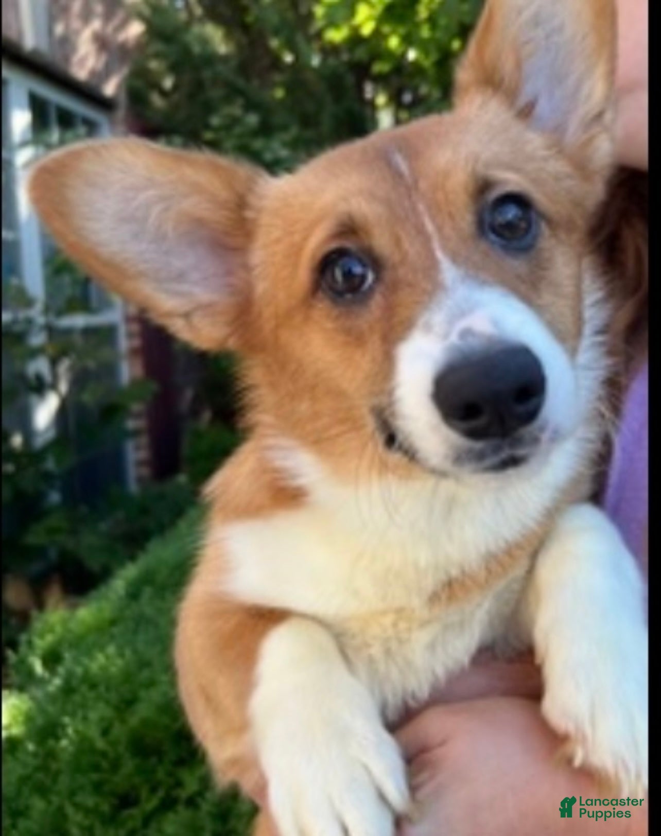 Welsh Corgi Pembroke dogs Welsh Corgi Pembroke Puppy 3 - Ad 24