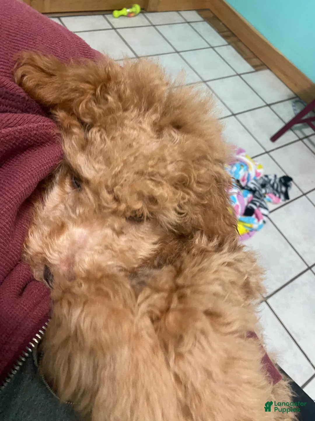 Mini Goldendoodle dogs for sale: Mini Goldendoodle Puppy Levi  - Ad 2