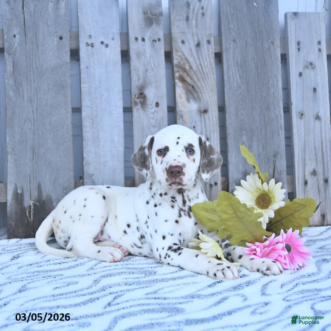 Dalmatian dogs for sale: Jett - Ad 1