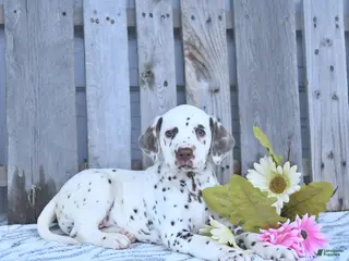 Dalmatian dogs for sale: Jett - Ad 1