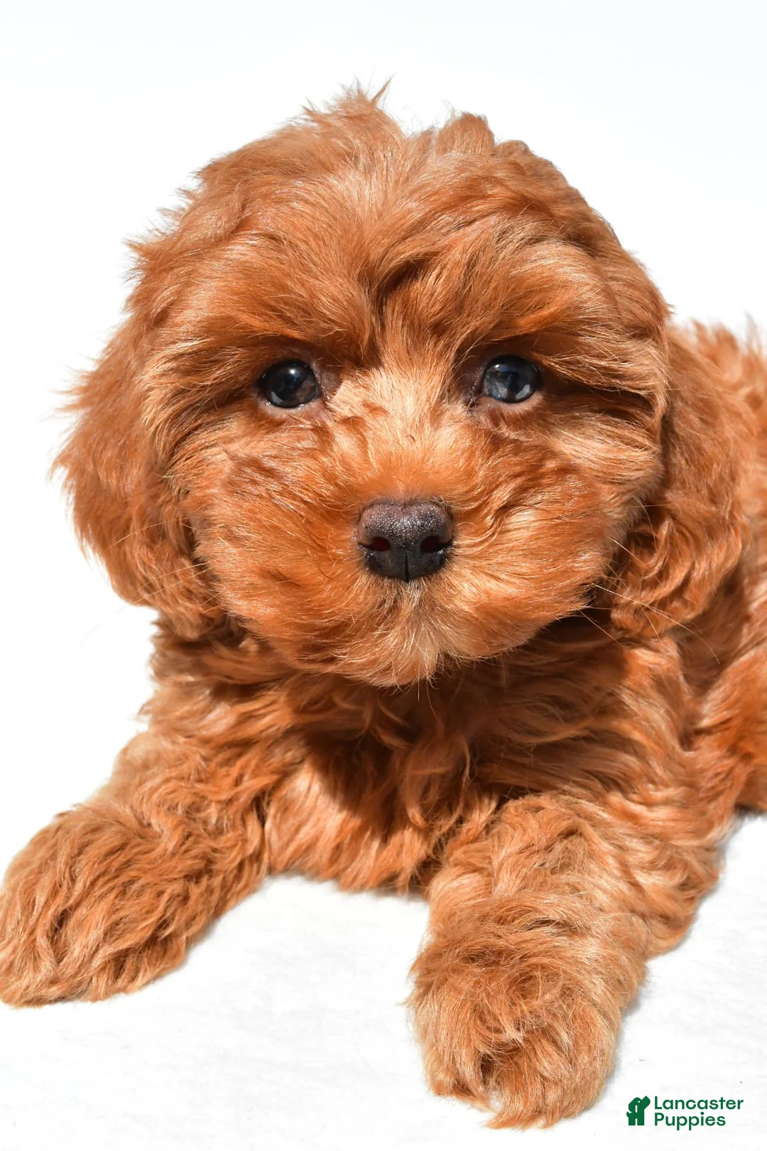 Cavapoo dogs for sale: Jamie - Ad 2
