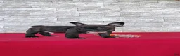 Frenchton dogs for sale: Benji - Ad 6