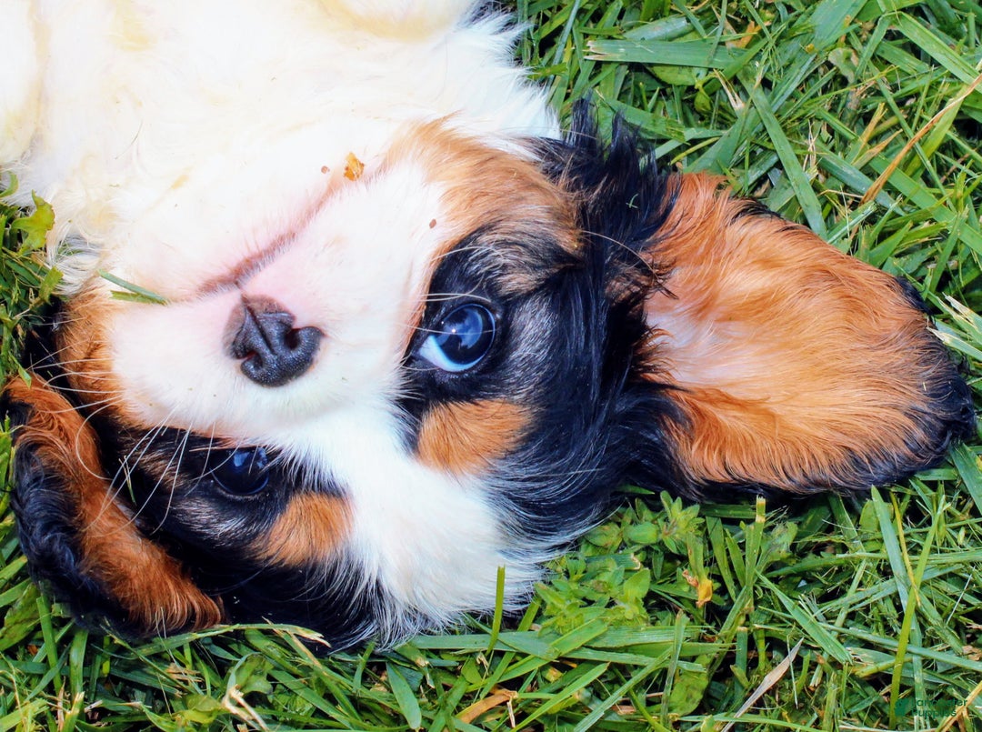 Gallery Image {{count}}