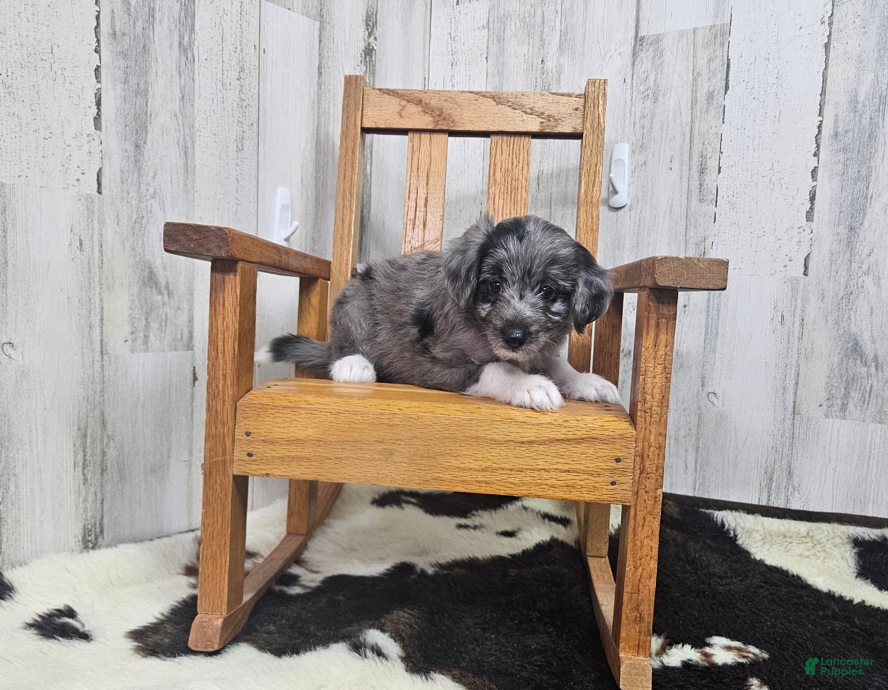 Mini Aussiedoodle dogs F1 Apple - Ad 3