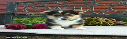 Welsh Corgi Pembroke dogs for sale: Ryan - Ad 4
