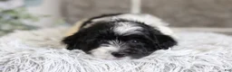Maltipoo dogs for sale: Rocco  - Ad 3