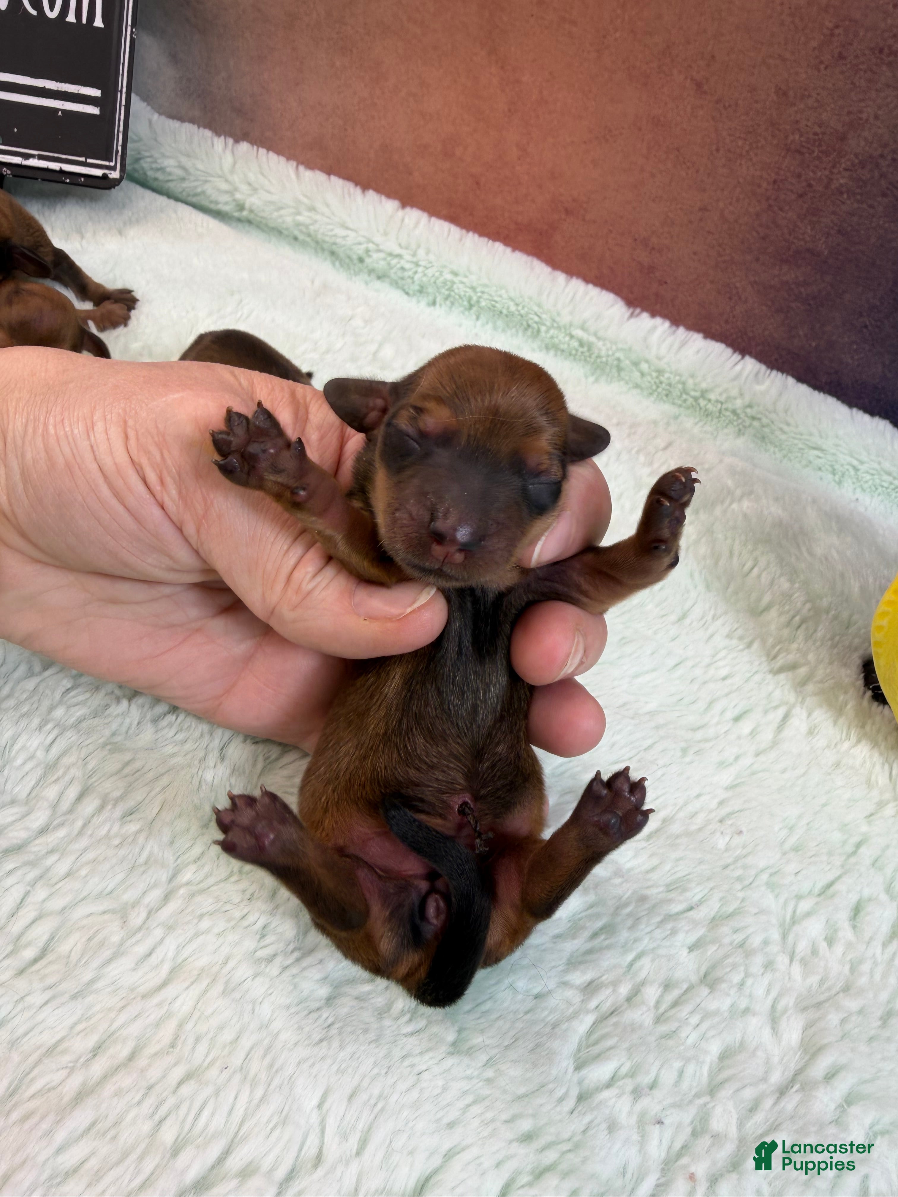 Miniature Dachshund dogs Red smooth female  - Ad 22