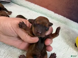 Miniature Dachshund dogs Red smooth female - Ad 22