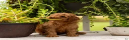 Toy Poodle dogs for sale: AKC Buster - Ad 6