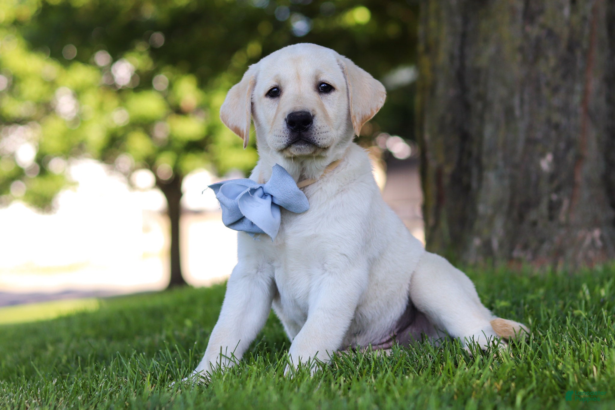 Labrador Retriever dogs for sale: Bert - Ad 2
