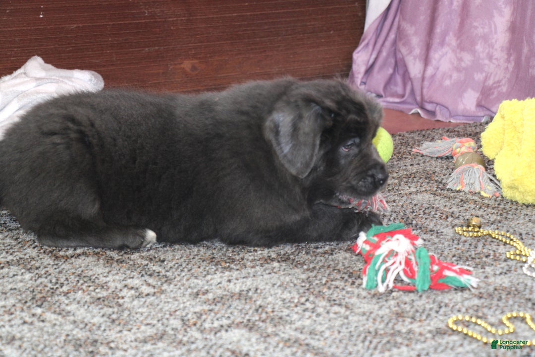 Newfoundland dogs for sale: Dolly - Ad 14