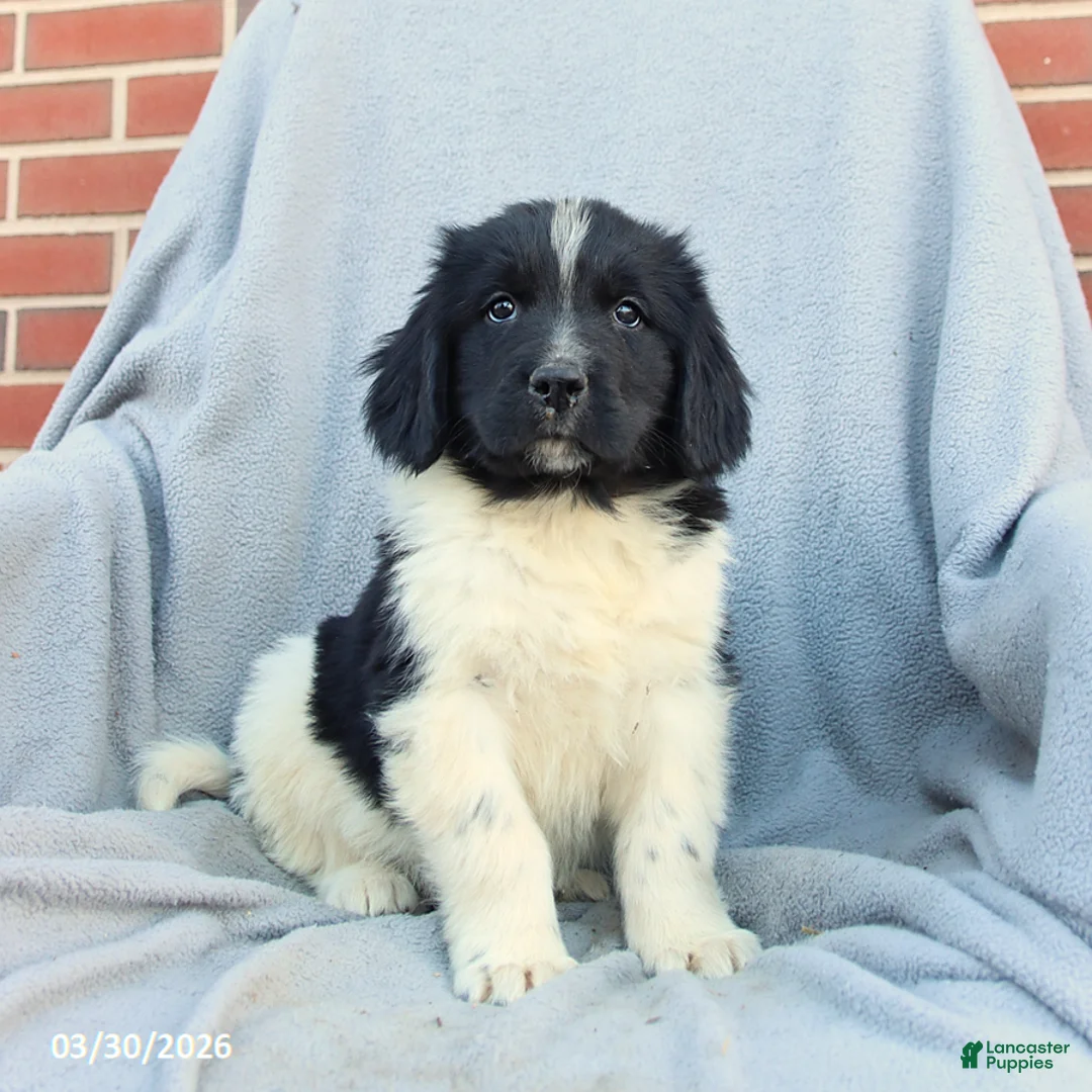 Newfoundland dogs for sale: Murphy - Ad 1