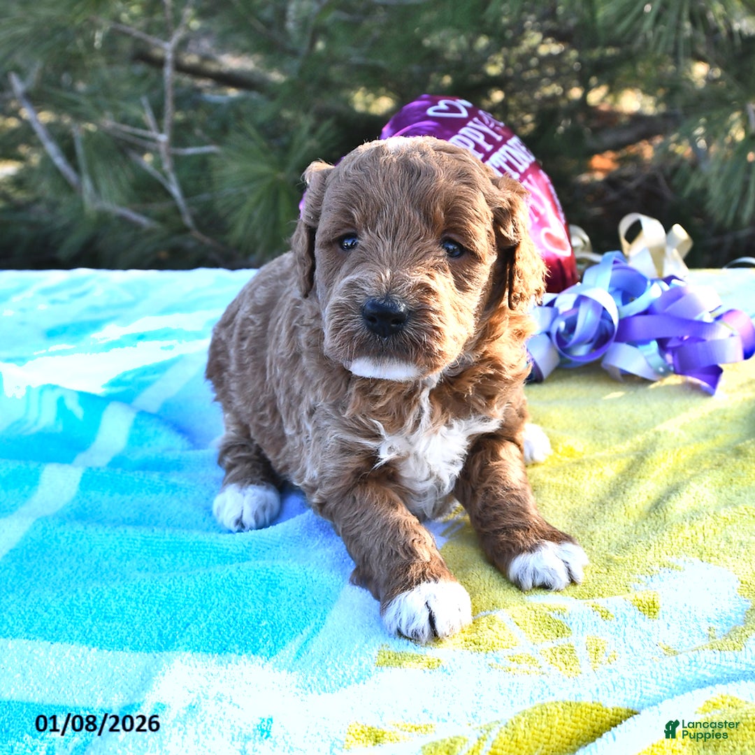 Mini Goldendoodle dogs for sale: Oprah - Ad 2