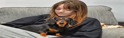 Miniature Dachshund dogs for sale: Hazzel - Ad 3