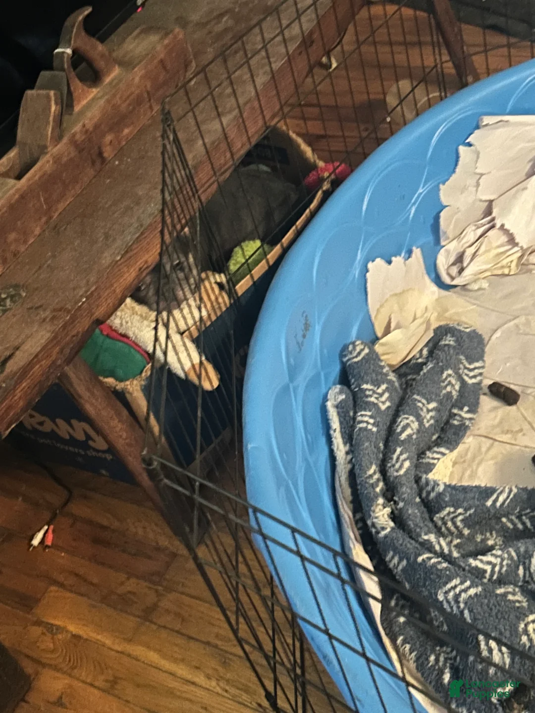 French Bulldog dogs for sale: Jean Claude  - Ad 9