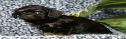 Havapoo dogs for sale: Tiffany - Ad 3