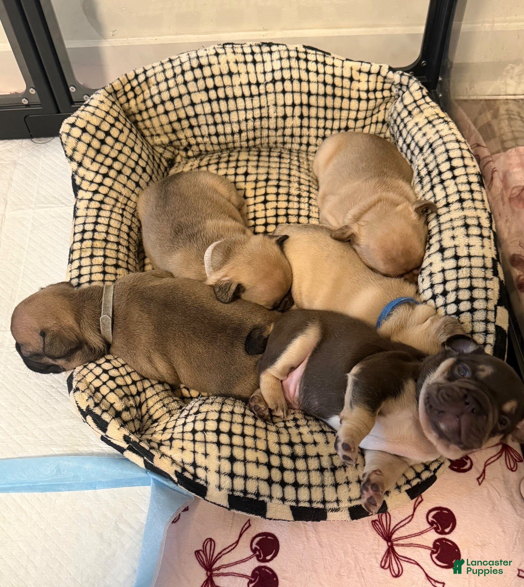 French Bulldog dogs KPRI - Ad 30