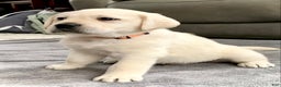 Labrador Retriever dogs for sale: Bentley  - Ad 4