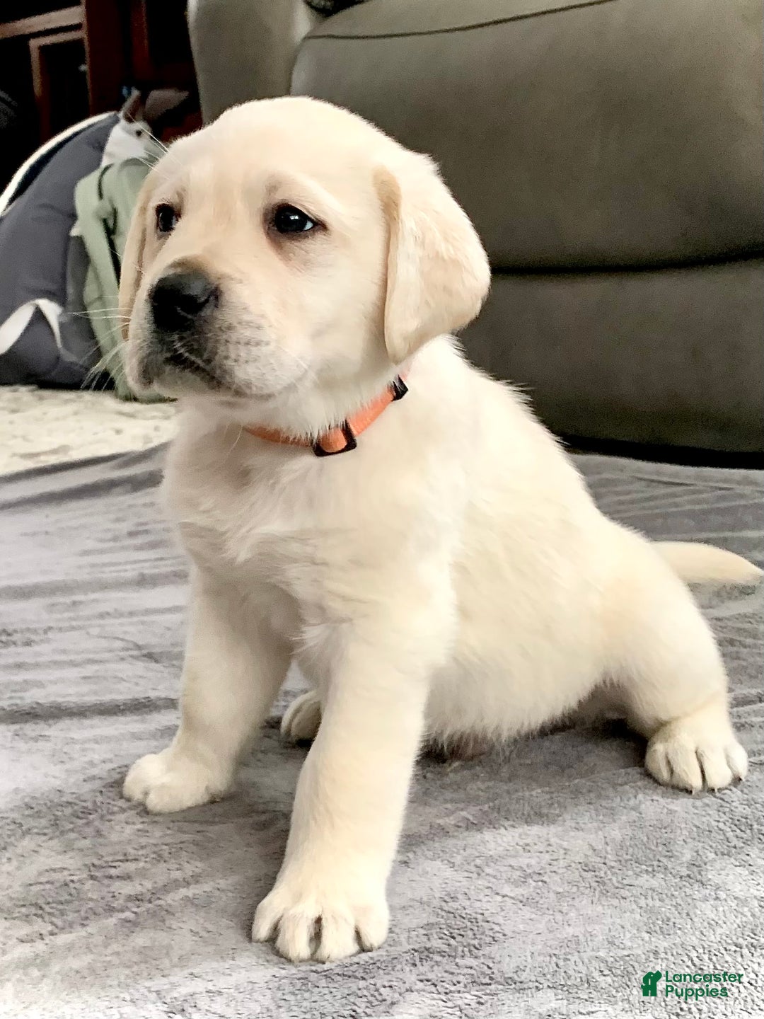 Labrador Retriever dogs for sale: Bentley  - Ad 4