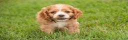 Cocker Spaniel dogs for sale: April Cocker Spaniel  - Ad 8