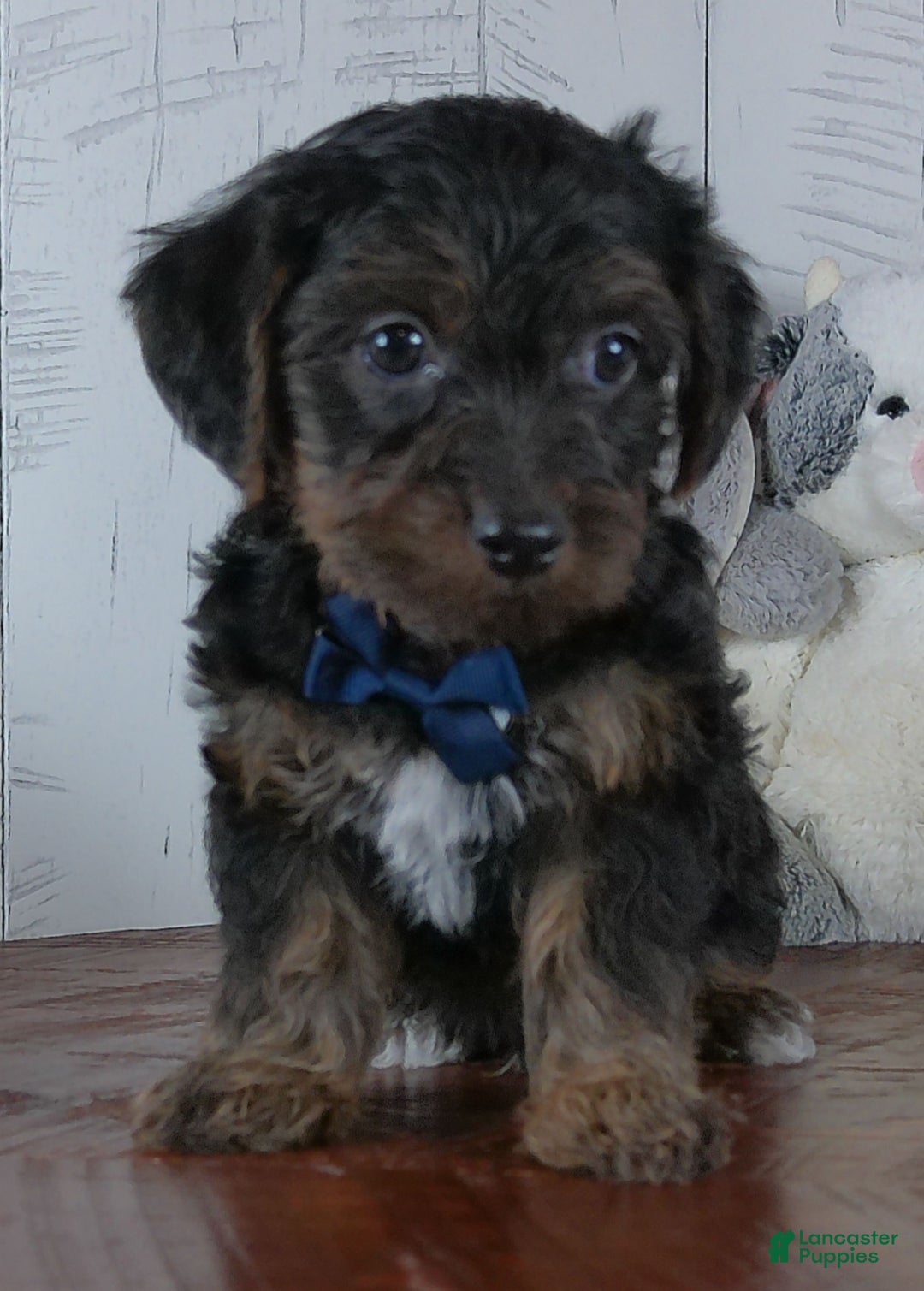 Yorkiepoo dogs for sale: Jerry - Ad 1