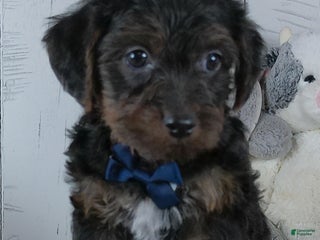 Yorkiepoo dogs Jerry - Ad 6