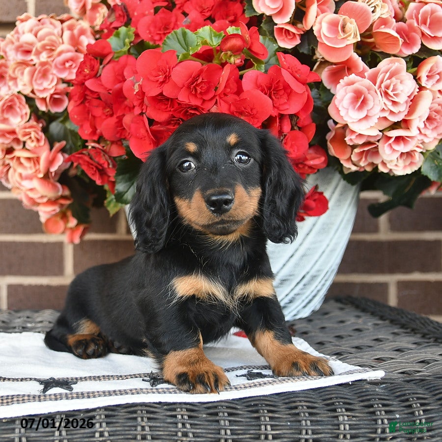 Miniature Dachshund dogs Tracy  - Ad 1