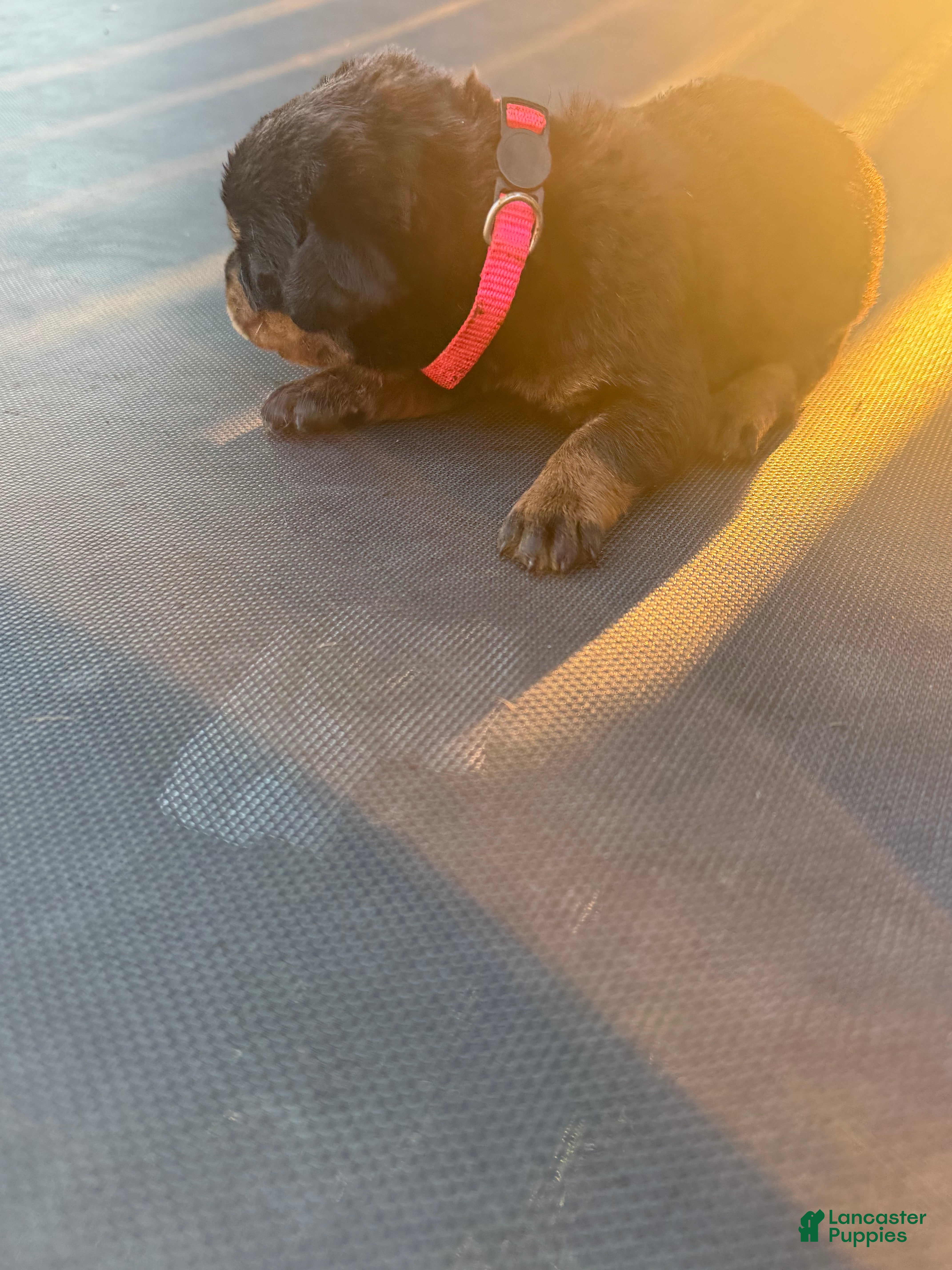 Rottweiler dogs Rottweiler 1 - Ad 39