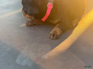 Rottweiler dogs Rottweiler 1 - Ad 30