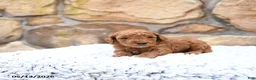 Cavapoo dogs for sale: Foxy - Ad 9