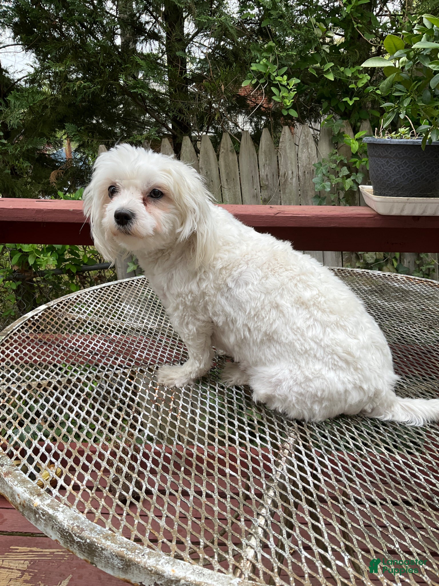 Maltese dogs Maltese Puppy 3 - Ad 2