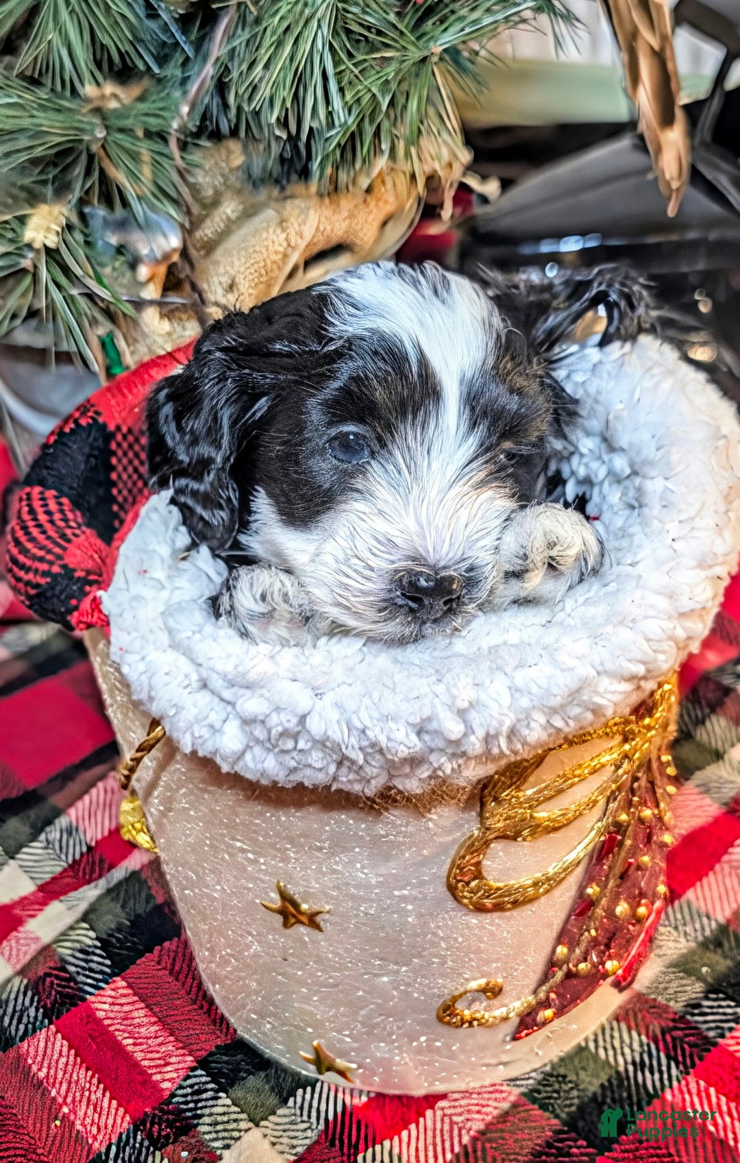 Mini Sheepadoodle dogs for sale: Buck - Ad 3
