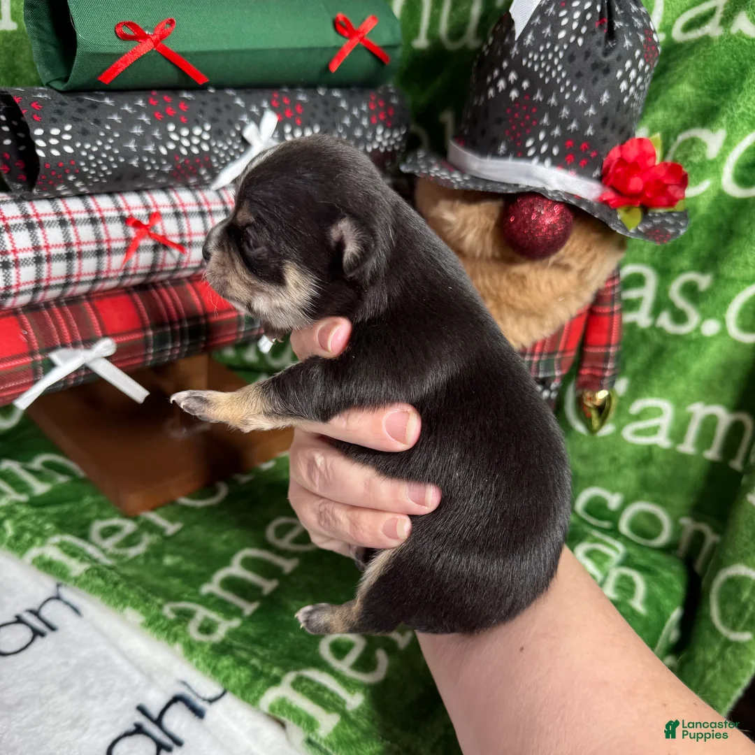 Chihuahua dogs for sale: Tiny Apollo Short Coat Tri - Ad 10